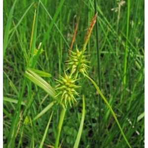 Nahaufnahme der Gelbblütigen Segge (Carex flava), einer dekorativen Staude mit grünen, stacheligen Blütenständen.