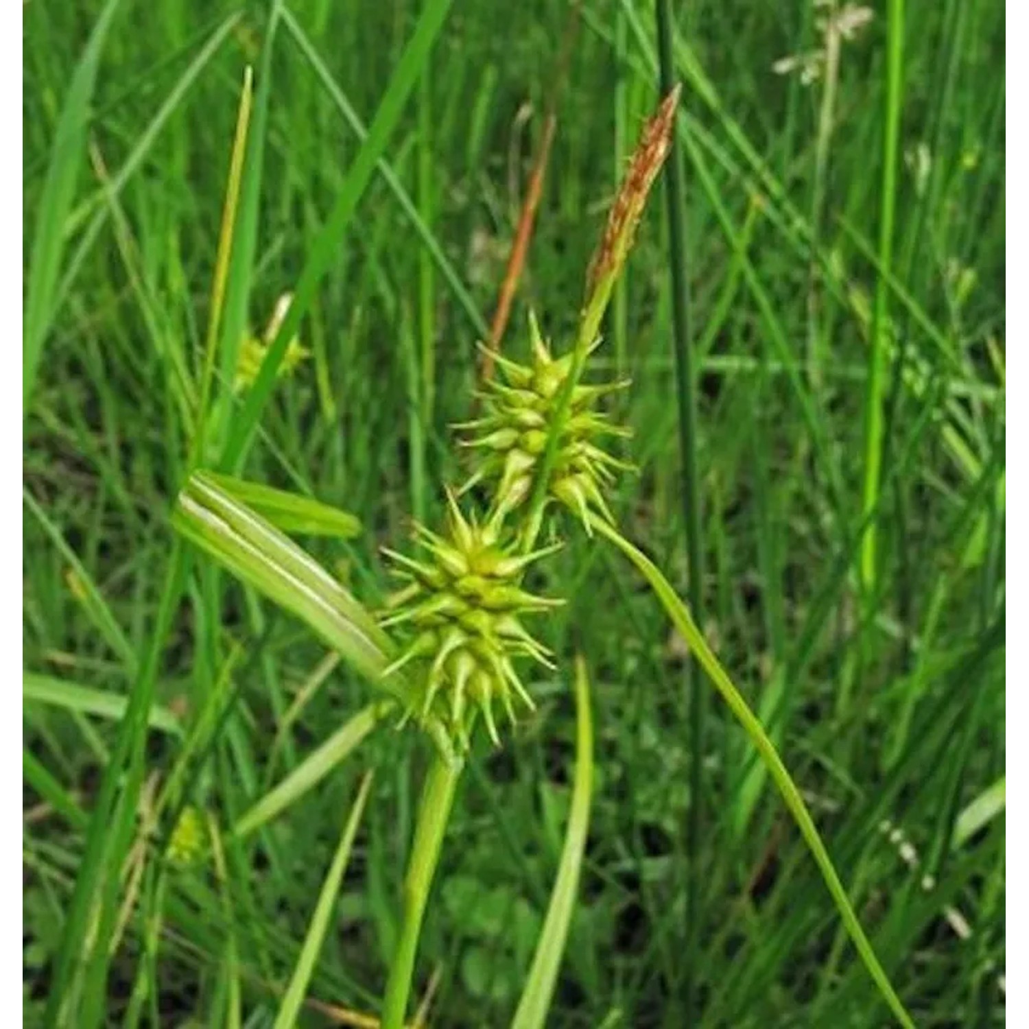 Gelbblütige Segge - Carex flava