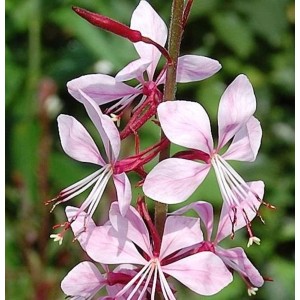 Nahaufnahme der zarten, rosa Blüten der Prachtkerze Summer Breeze (Gaura lindheimeri).