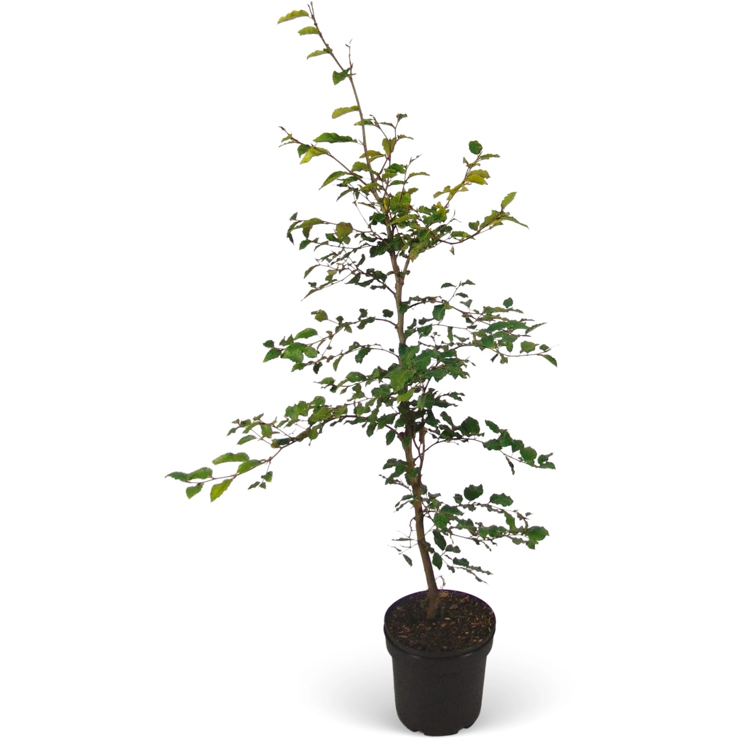 Rotbuche Set à 25 Stück Höhe ca. 80 - 100 cm Fagus sylvatica