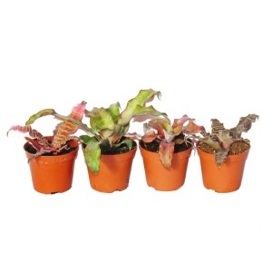 Exotenherz 4er Set: Erdbromelien Cryptanthus mit bunten Blättern im Topf, ideal für Terrarien.