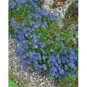 Teppich-Ehrenpreis Veronica Repens mit blauen Blüten als Bodendecker.