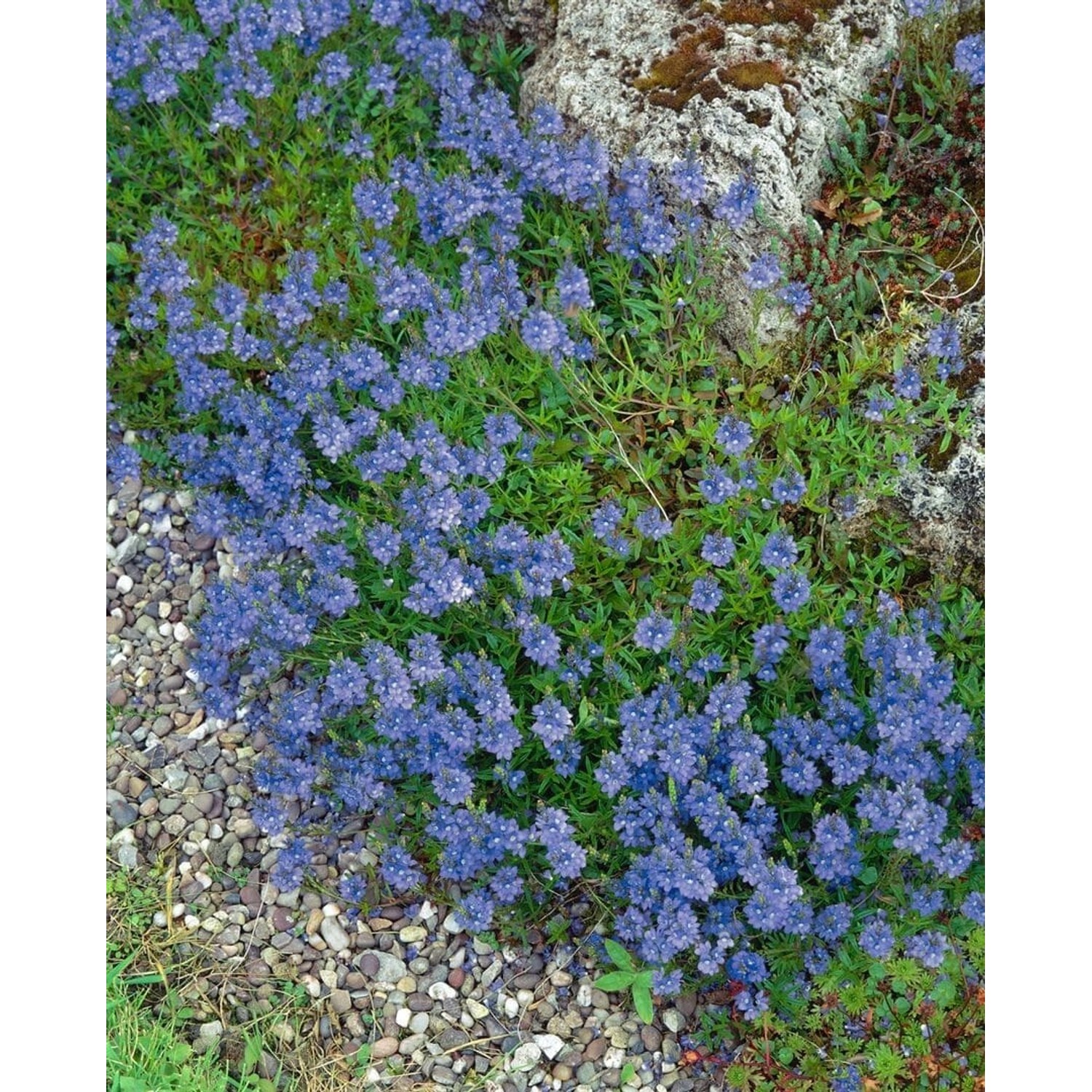 Veronica Repens Teppich-Ehrenpreis Grün Ca. 9x9 cm Topf günstig online kaufen