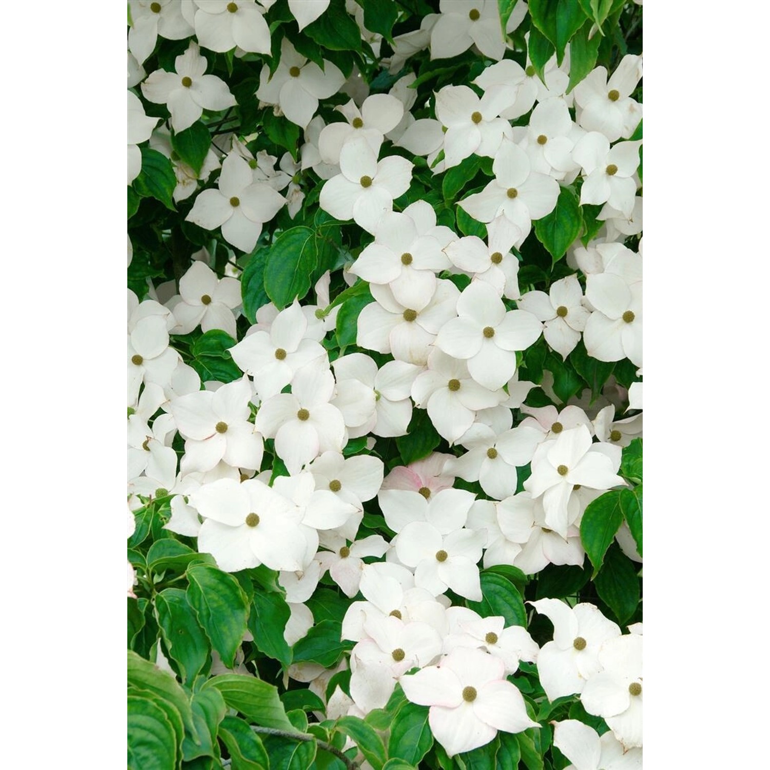 Cornus Kousa Blue Shadow Japanischer Blumen-Hartriegel 80–100 cm günstig online kaufen
