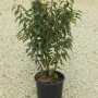 Portugiesischer Kirschlorbeer Angustifolia im Topf, immergrüne Heckenpflanze mit dunkelgrünen Blättern.