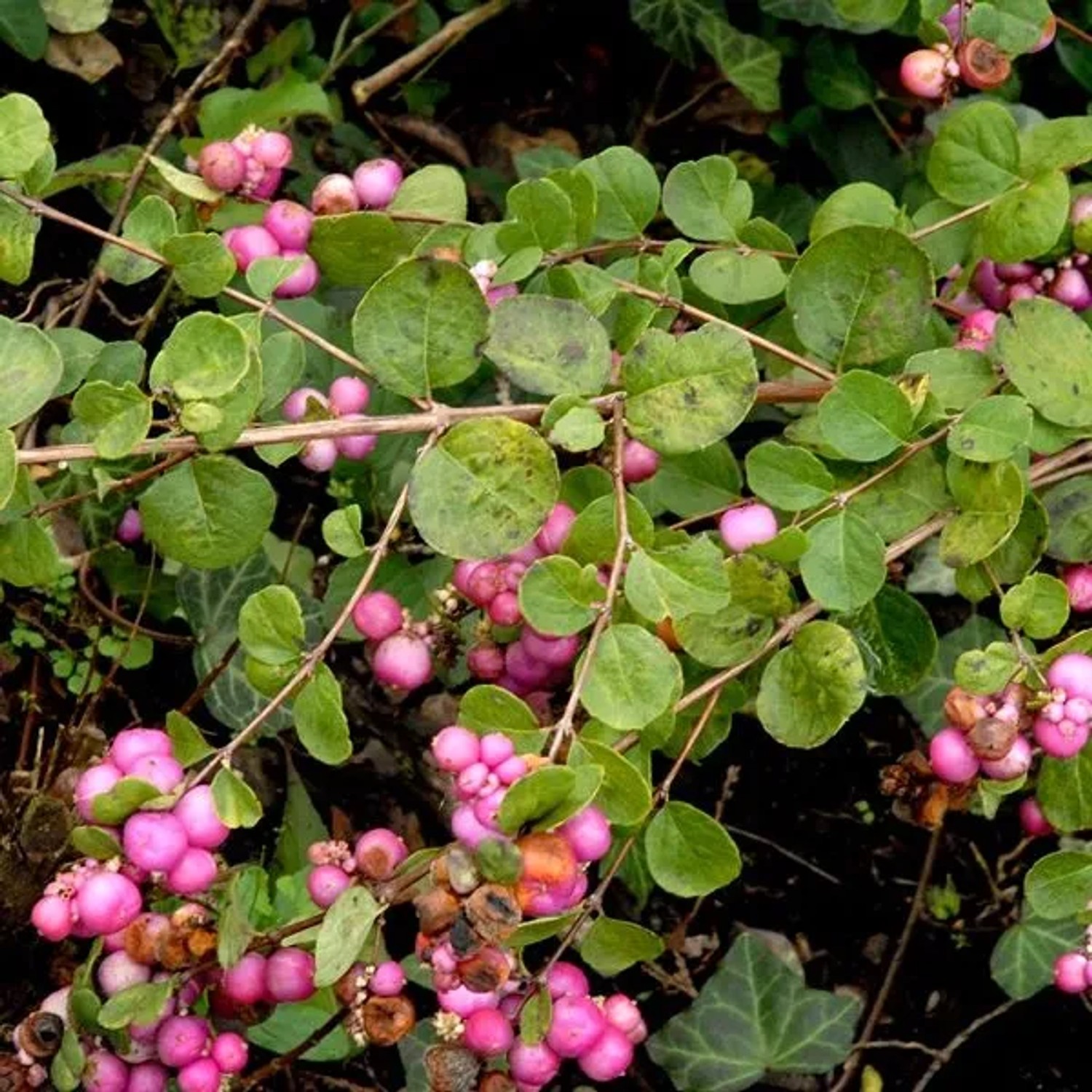 Schneebeere 'Amethyst' Symphoricarpos doorenbos 50 bis 60 cm im Container Zierfrüchte