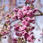 Hängende Kirsche Prunus Kiku-Shidare-Zakura mit rosa Blüten, Detailaufnahme.