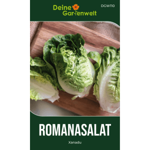 Frische, grüne Mini-Romanasalat Xanadu Köpfe auf einem Holzbrett. Perfekt für den Anbau von Blattgemüse im Garten.