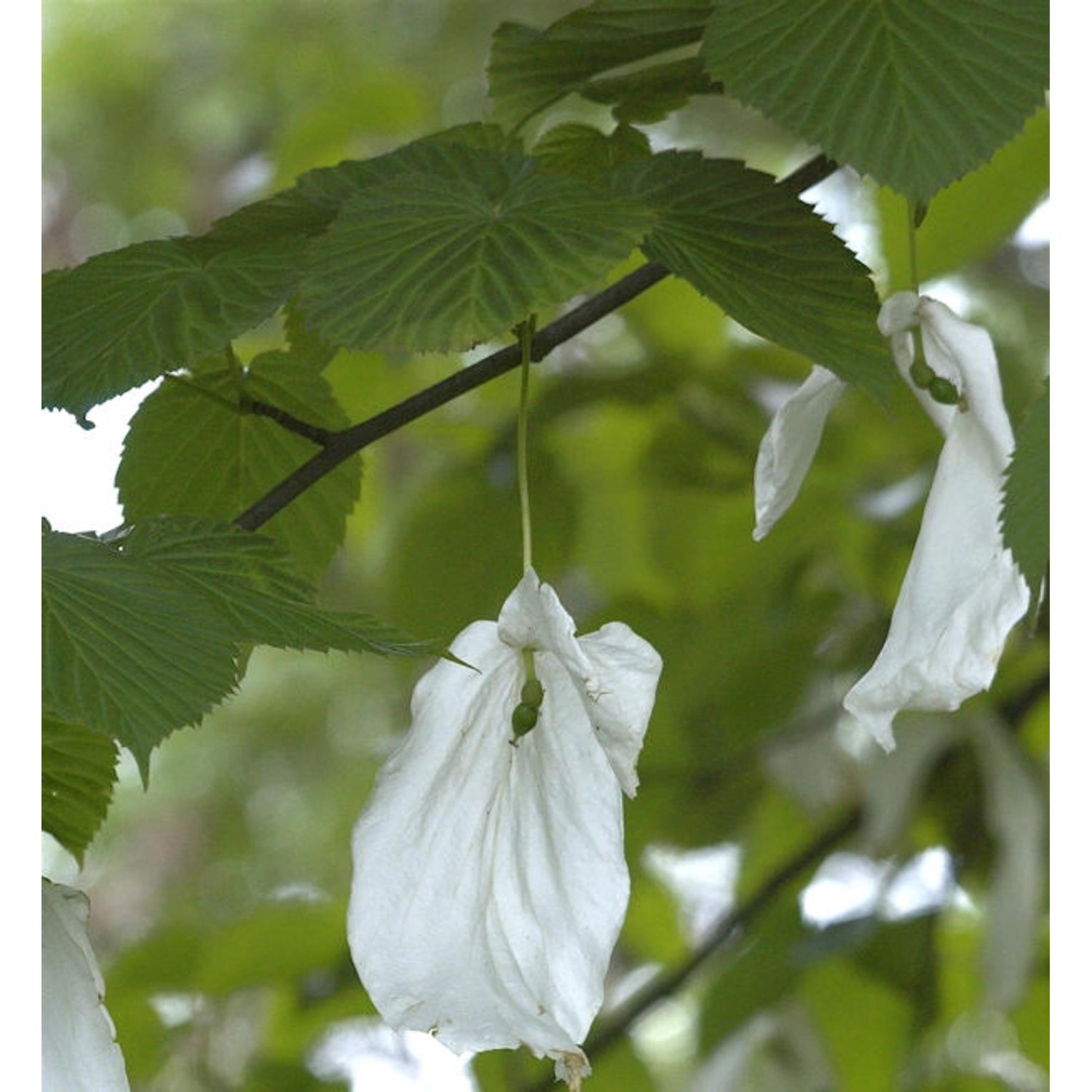 Taubenbaum Taschentuchbaum Somoma 80-100cm - Davidia involucrata günstig online kaufen