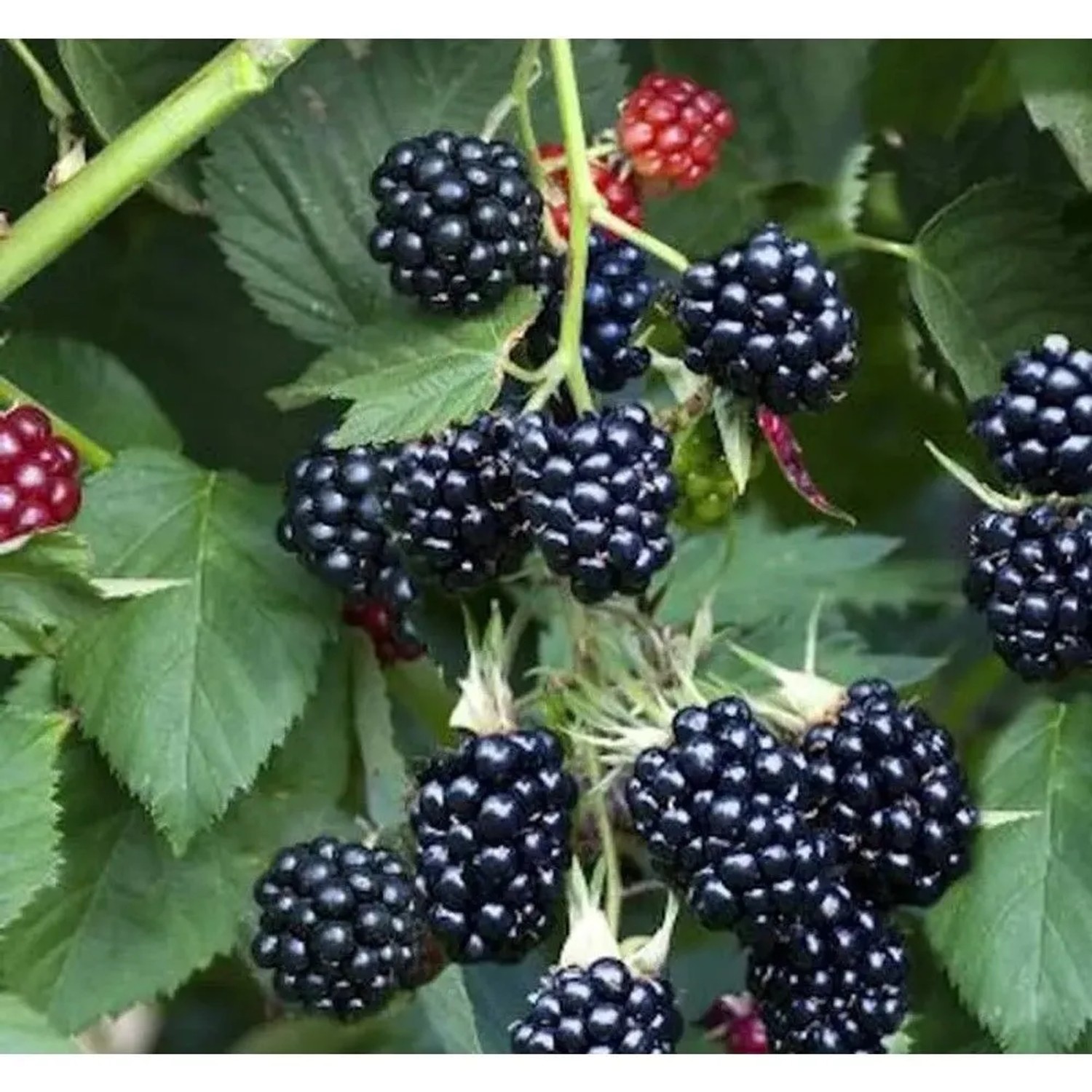 Brombeere Thornless Evergreen - Rubus fruticosus