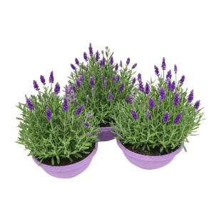 Drei Lavendel-Pflanzen mit violett-blauen Blüten und grünen Blättern in lila Töpfen. Ideal für Terrasse.
