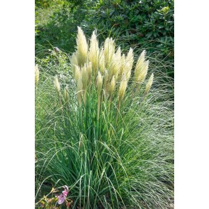 Silbrig-weißes Pampasgras 'Senior' (Cortaderia Selloana) im 3-5 Liter Container.