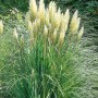 Silbrig-weißes Pampasgras 'Senior' (Cortaderia Selloana) im 3-5 Liter Container.