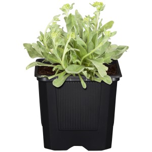 Berg-Steinkraut 'Berggold' im 9 cm Topf. Gelbe Blüten, ideal für Steingärten.