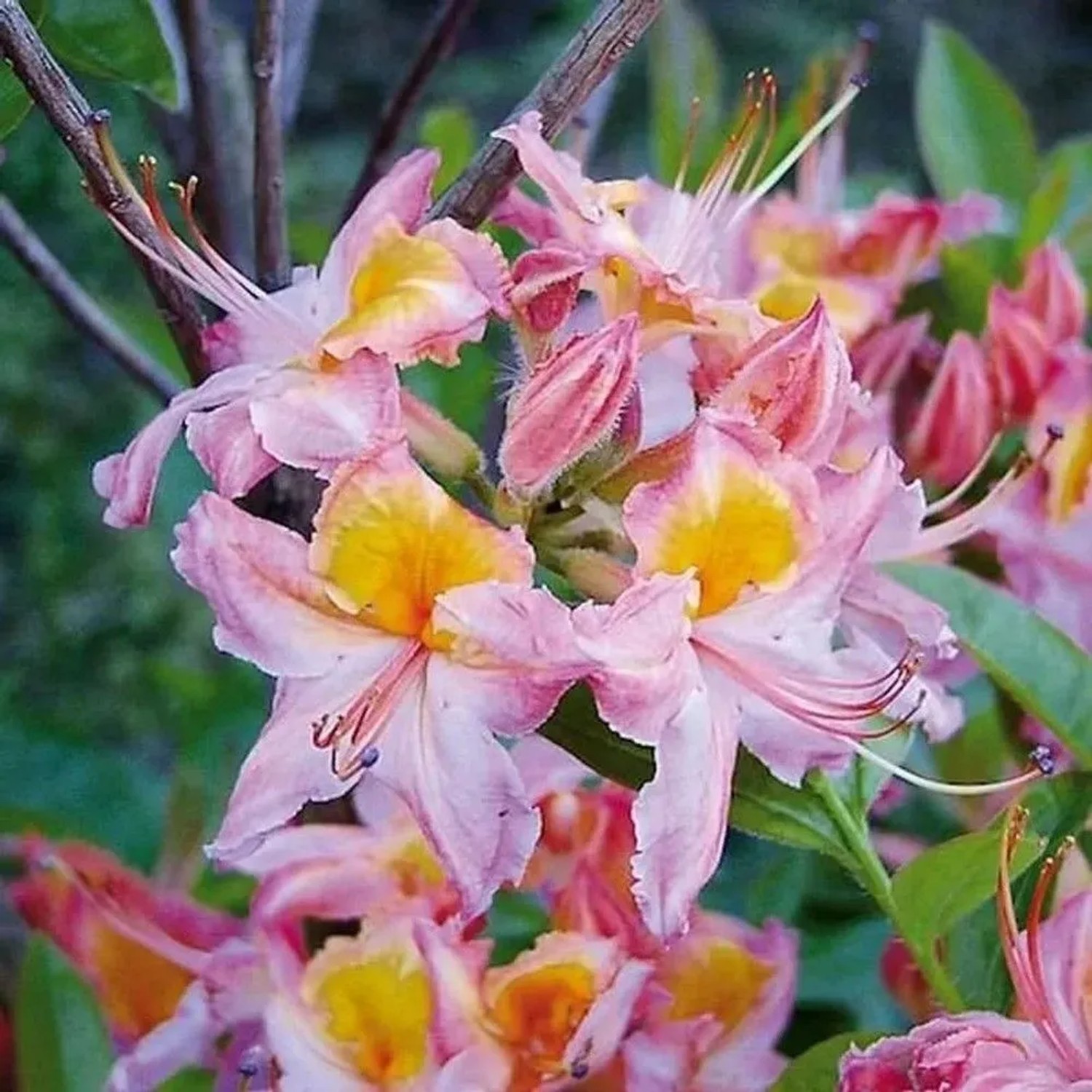 Rhododendron Quiet Throughts 25-30cm - Rhododendron viscosum
