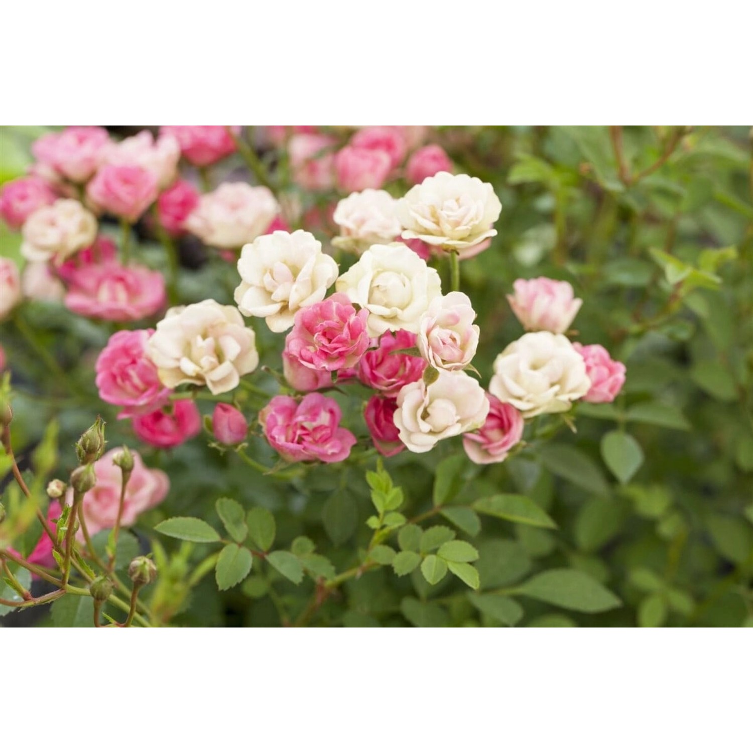 Rosa Lilly Rose Wonder5 Rose 2 Liter Container günstig online kaufen