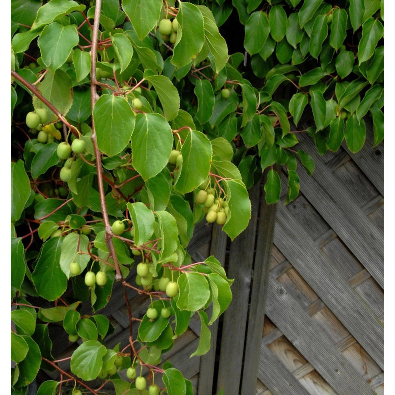 Kiwi Weiki weiblich 100-125cm - Actinidia arguta günstig online kaufen