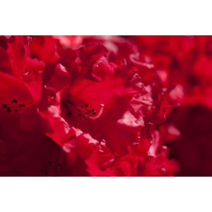 Nahaufnahme: Leuchtend roter Rhododendron Taurus Blüte, Detailansicht der Blütenblätter.