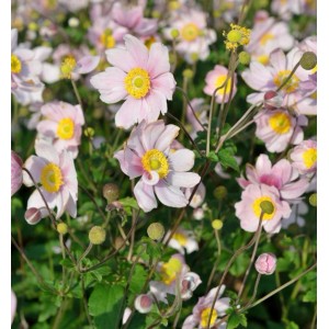 Zarte rosa Anemone Serenade Blüten mit gelber Mitte und grünen Blättern. Blühende Staude Anemone tomentosa.