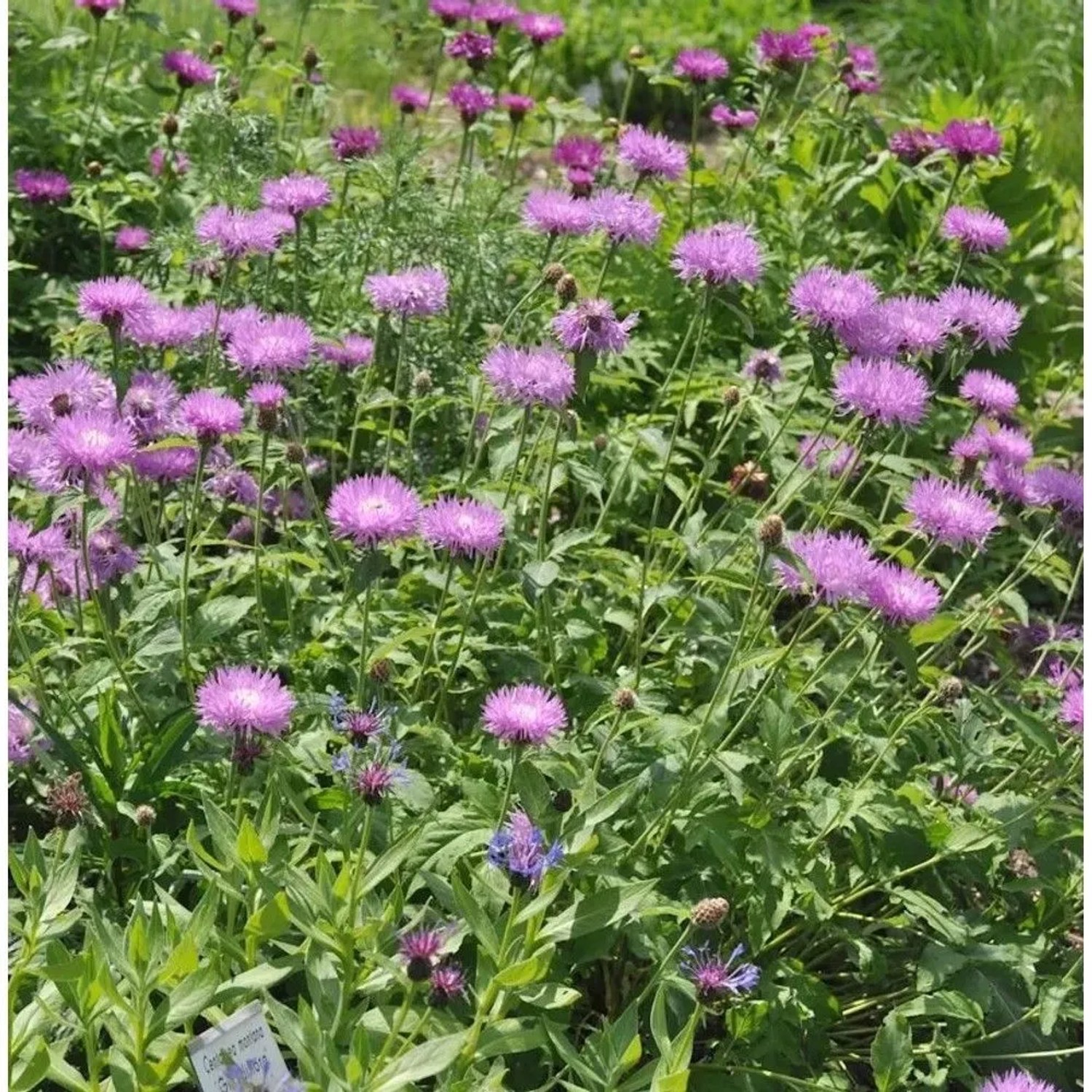 Zierliche Silber Flockenblume - Centaurea bella
