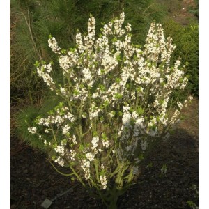 Blühender Weißer Seidelbast (Daphne mezereum) im Garten, ca. 40-60cm hoch.