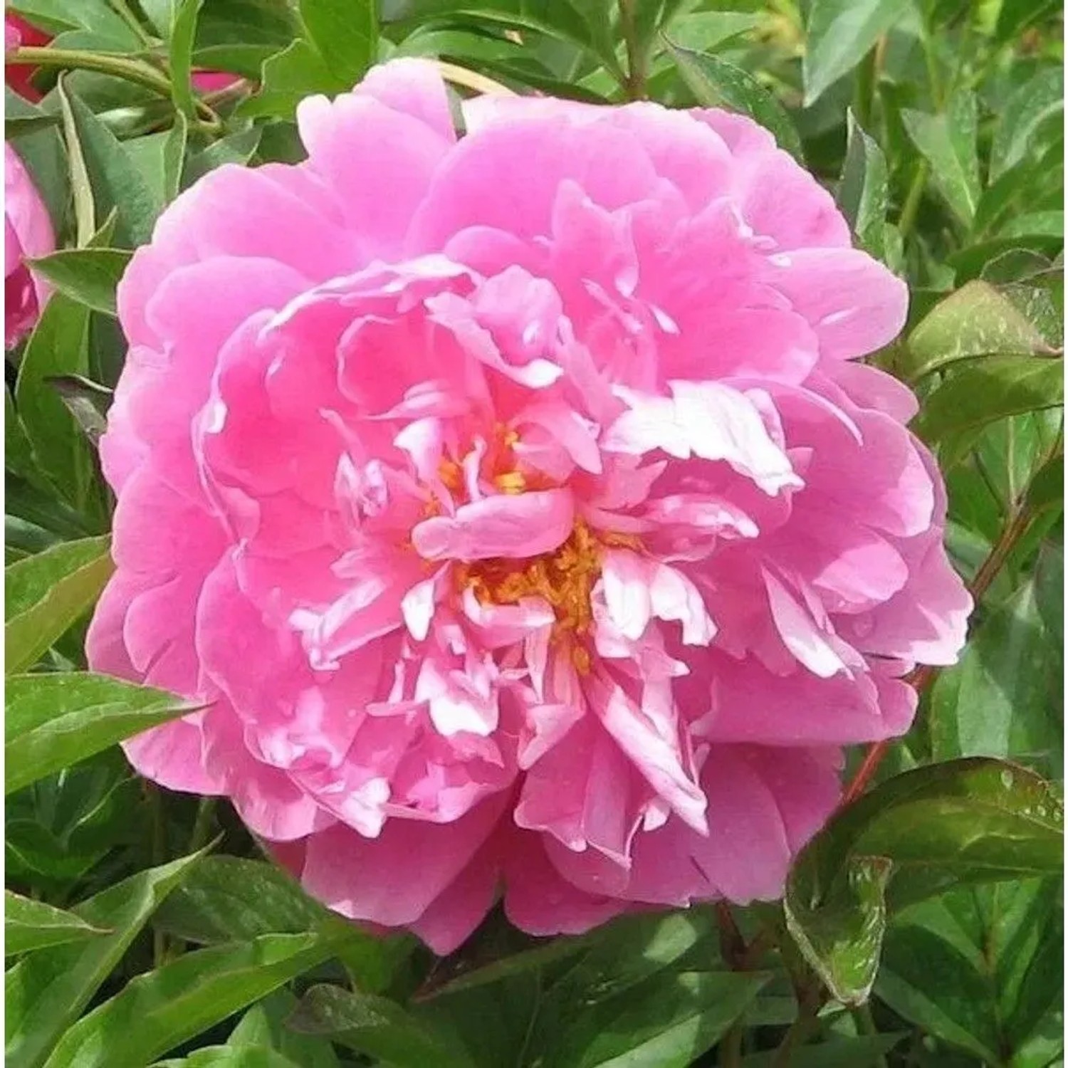Edelpfingstrose Monsieur Jules Elie - Paeonia,actiflora