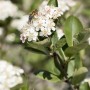 Blühende Apfelbeere Aronia Prunifolia Nero mit Insekt. Der Beerenstrauch ist ca. 125–150 cm hoch.
