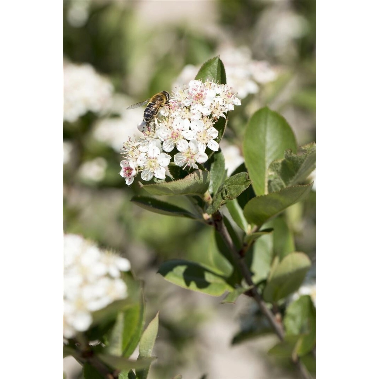 Aronia Prunifolia Nero Apfelbeere Schwarz 125–150 Cm günstig online kaufen