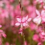 Nahaufnahme einer zarten, rosa Gaura-Blüte im Farbset Rosa und Rot, Topf ca. 9 cm.