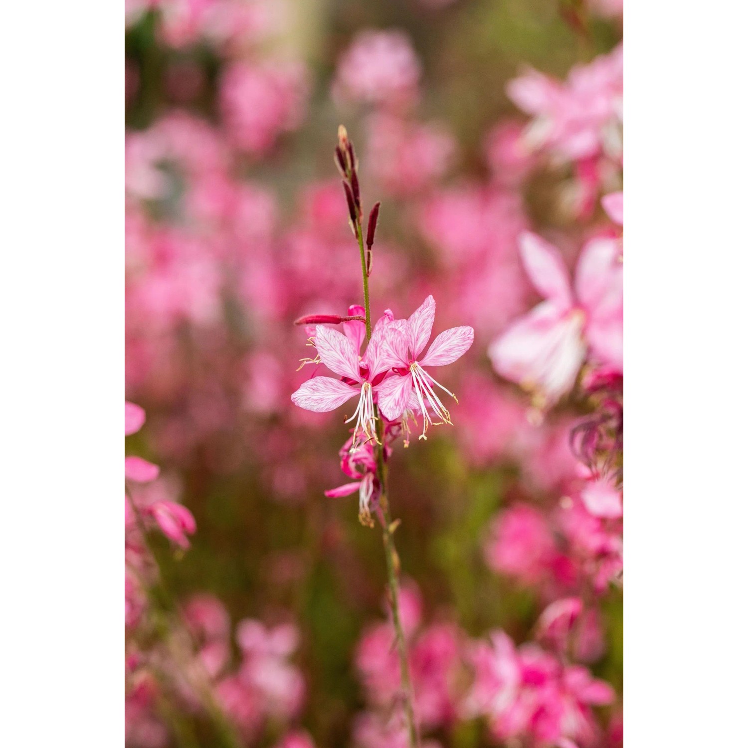 Nahaufnahme einer zarten, rosa Gaura-Blüte im Farbset Rosa und Rot, Topf ca. 9 cm.