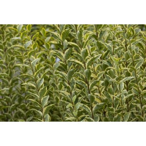 Goldliguster 'Aureum', 175-200 cm, mit gelb-grünen Blättern. Ideal als Heckenpflanze.