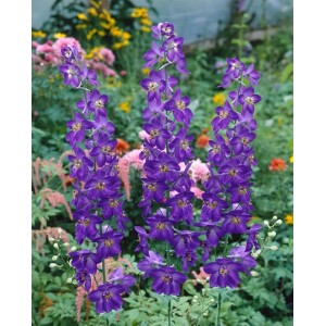 Blühender, violetter Rittersporn Bellamosum im 11x11 cm Topf. Staude für Beet und Garten.