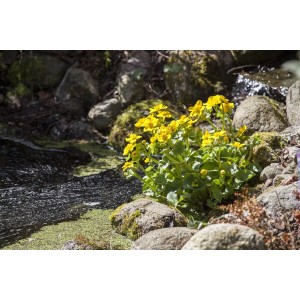 Sumpfdotterblume (Caltha palustris) mit leuchtend gelben Blüten am Teichrand.