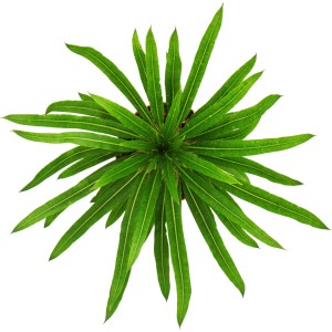 Madagaskar-Palme (Pachypodium lameri) im Topf, Draufsicht. Grüne Sukkulente mit langen Blättern.