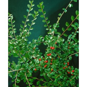 Cotoneaster Divaricatus Strauchmispel (125–150 cm) mit roten Beeren und grünen Blättern.