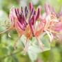 Nahaufnahme der duftenden, rosa-gelben Blüten des Jelängerjelieber (Lonicera Caprifolium).