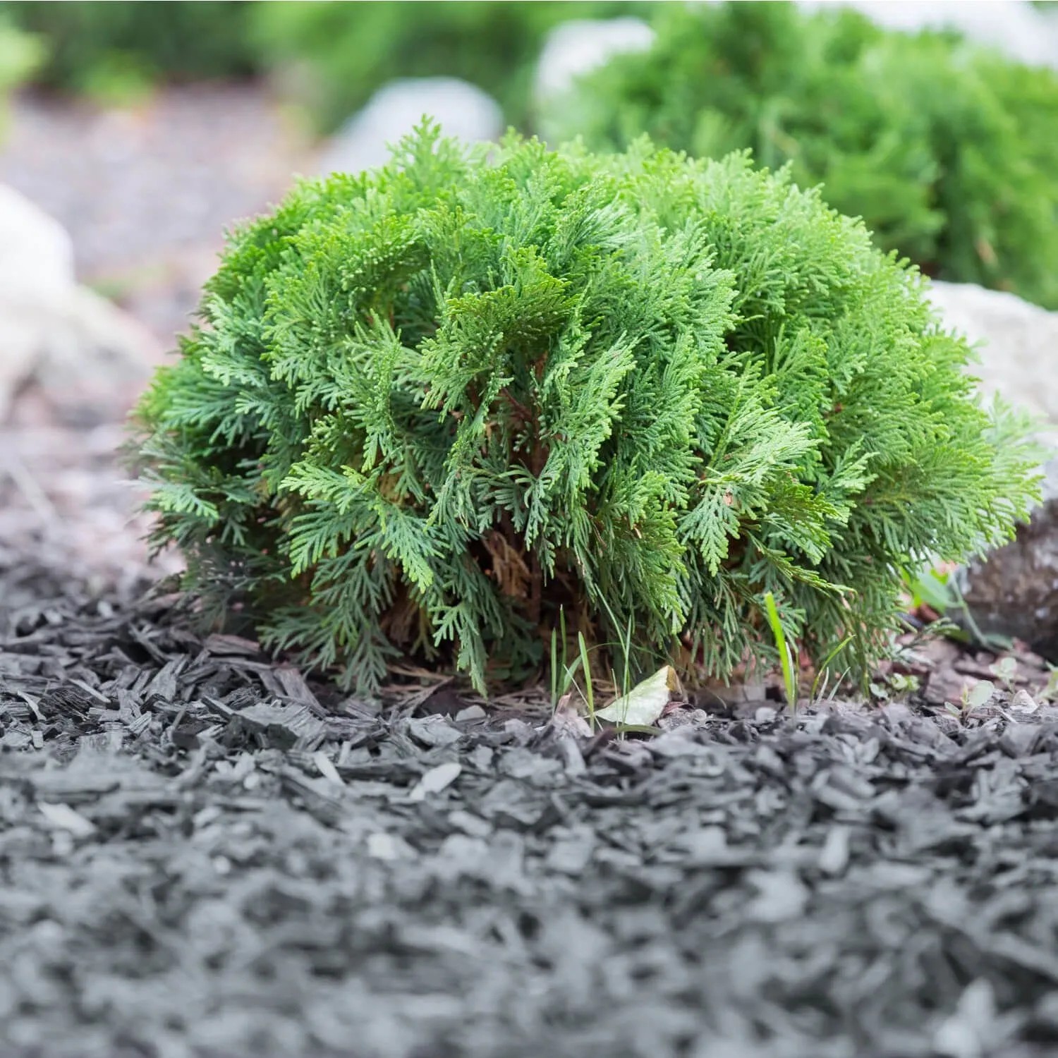 Graue Galamio Holzhackschnitzel als Mulch um eine grüne Pflanze im Garten. Schützt den Boden und reduziert Unkraut.
