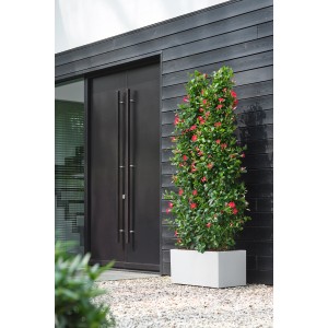 Weißer Elho Blumentopf Vivo Next Lang (59cm) mit Rollen und roter Pflanze vor dunkler Hauswand.
