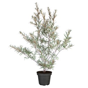 Sanddorn 'Pollmix' im Topf, männliche Sorte als Pollenspender für Beerensträucher.