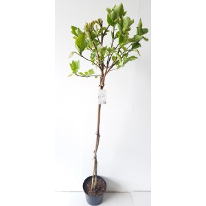 Kugelplatane 'Alphens Globe' als Stämmchen im Topf, ca. 180cm hoch.