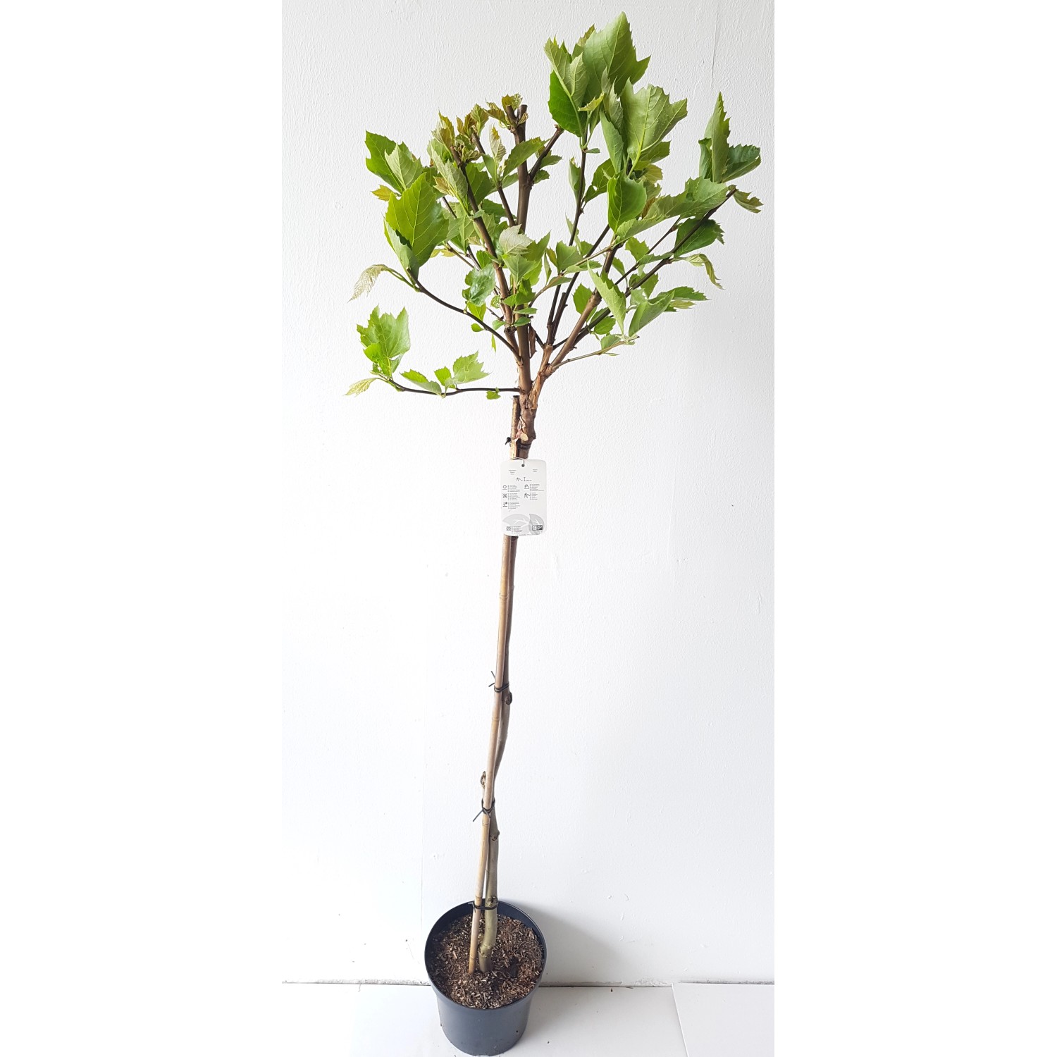 Pflanzen-Boering Platanus Alphens Globe-Stämmchen Kugelplatane Gesamthöhe 1 günstig online kaufen