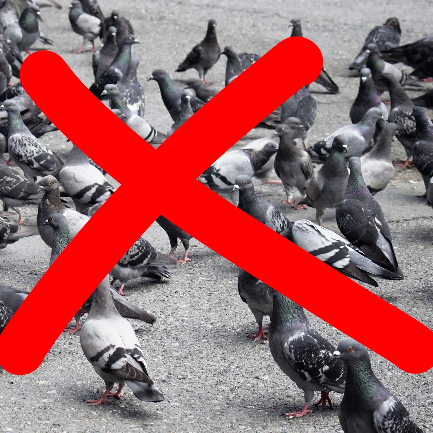 Viele Tauben auf dem Boden, durchgestrichen mit rotem X. Der Vogelschreck Falke vertreibt Tauben und Nagetiere von Balkon und Garten.