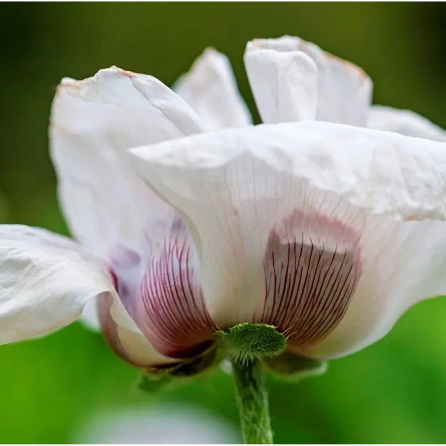 Türkischer Mohn Perry White - Papaver orientale