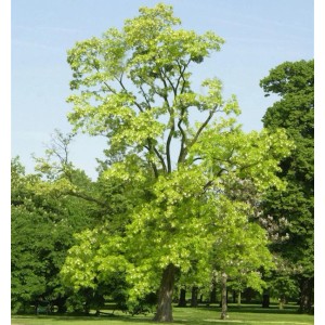 Goldene Robinie (Robinia pseudoacacia) mit hellgrünen Blättern und weißen Blüten.