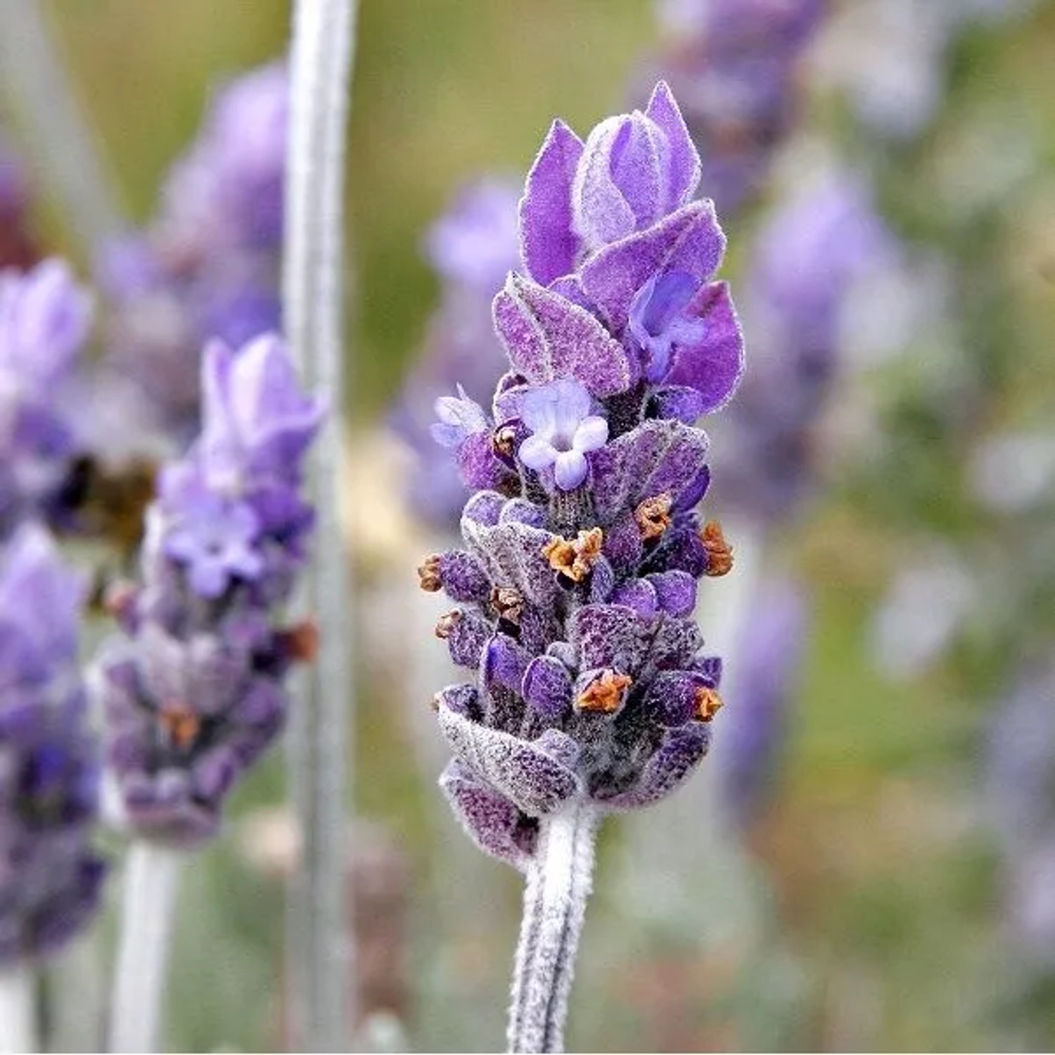6 x Provence-Lavendel 'Grappenhall' Lavandula intermedia Topf 9cm Duftende Blüten