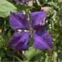 Nahaufnahme einer violetten Waldrebe 'Polish Spirit' mit Insekt. Kletterpflanze im Detail.