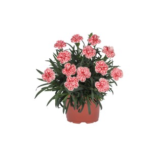 Edel-Nelke Berry Mix im Topf, ca. 12 cm. Dianthus caryophyllus mit rot-weiß gestreiften Blüten.
