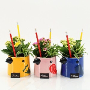 Drei bunte Zimmerpflanzen-Arrangements in Keramiktöpfen mit Stift-Design. Grünlilie und Kalanchoe für Schulanfang-Deko.