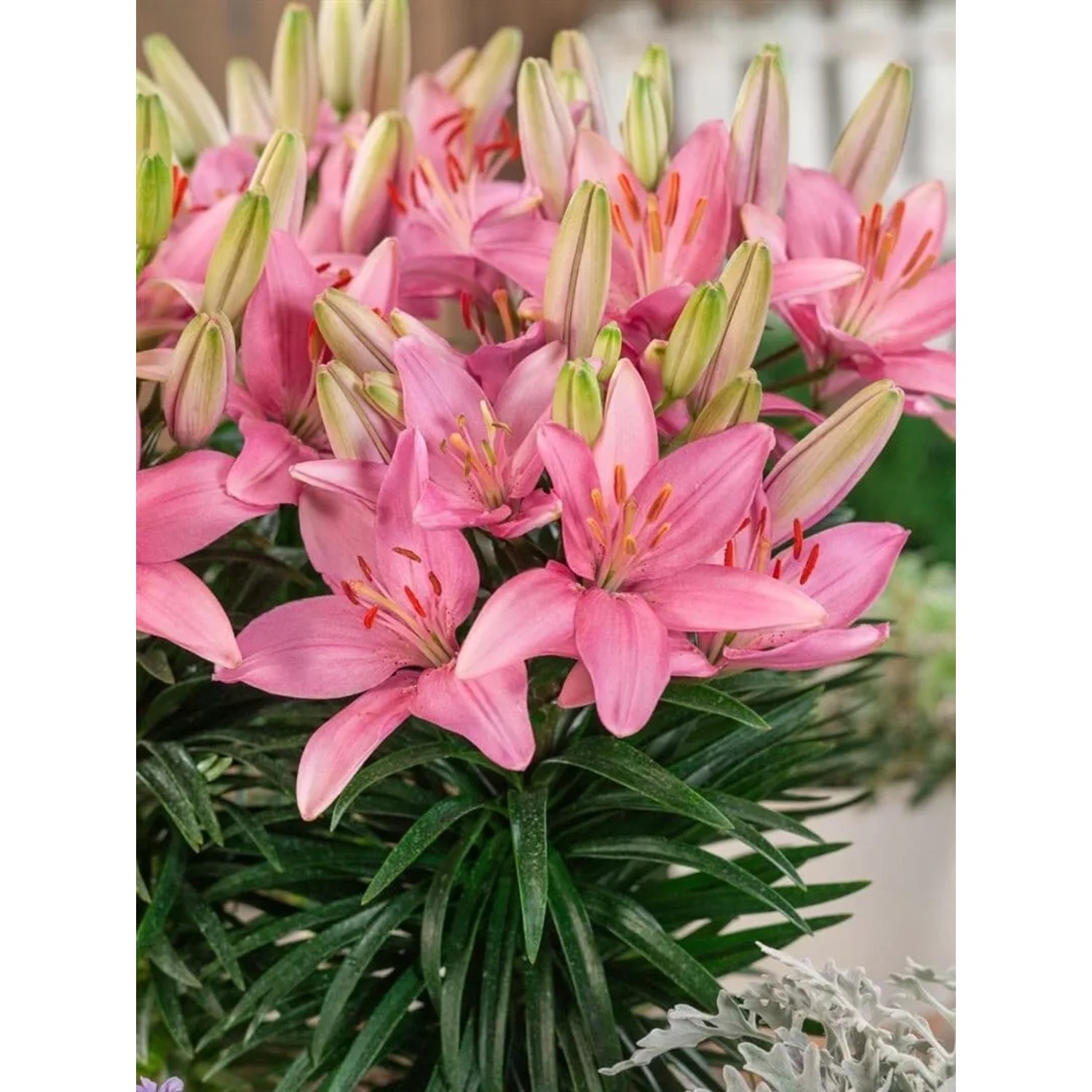 Lilium Discoteca Lilie 2-3 Liter Container