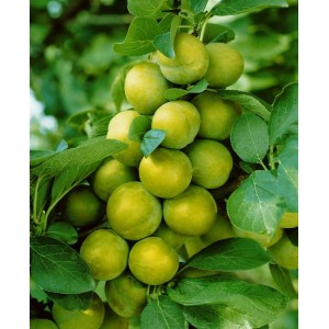 Reifende, grüne Reneklode-Pflaumen am Baum, Edelpflaume der Sorte Prunus Domestica Quillin.